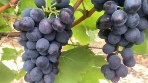 Краснуха винограда: Полное руководство по спасению урожая.