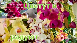 Обзор цветения!Август 25.Цветут и радуют!
