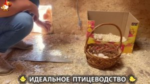 Идеальное птицеводство достойно восхищения 🐓🦆🦢🦚🦃🐔 эпизод (324)