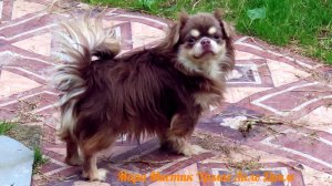 Матвей НАШЁЛ НОВЫЙ ДОМ 21.08.25 Чихуа ДО 9 месяцев ЩЕНКИ #купить_чихуахуа_продаю 89215950848