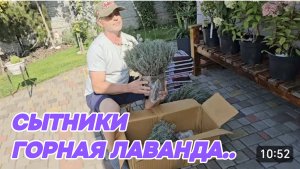 САМВЕЛ АДАМЯН, СЫТНИКИ, ГОРНАЯ ЛАВАНДА..