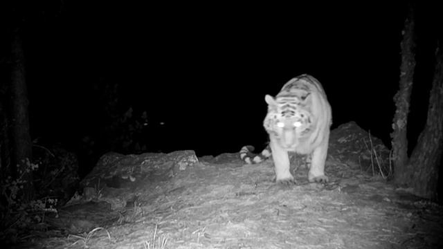 Царица ночи: амурская тигрица показала грацию перед фотоловушкой смотреть онлайн