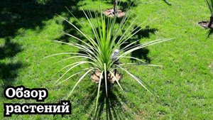 Обзор растений и опять изменения в саду