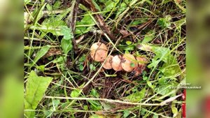 Новости Кирова 21.08.25