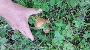 Поиск маслят в лесу.