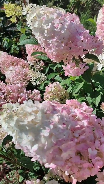 Цветёт гортензия! смотреть онлайн