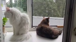 Леся и Сёма - Семья