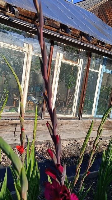 красавчик-гладиолус смотреть онлайн