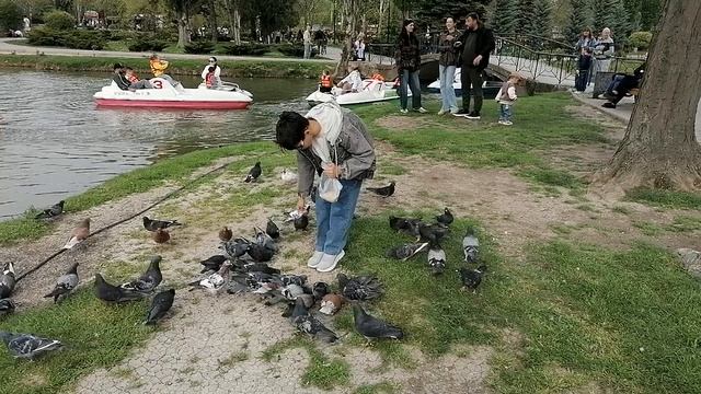 Голуби.