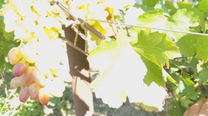 Щелкунчик ,Ванька (на прививке прошлого года)