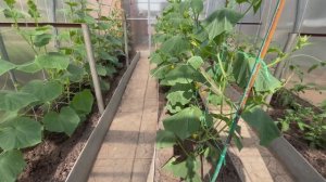 Домашние хлопоты#[как себя чувствует петунья#что там в теплице#прибавка к пенсии#👍🤗