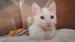 Мои Глазки, ушки, ЛаПушки