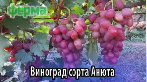 Виноград сорта Анюта