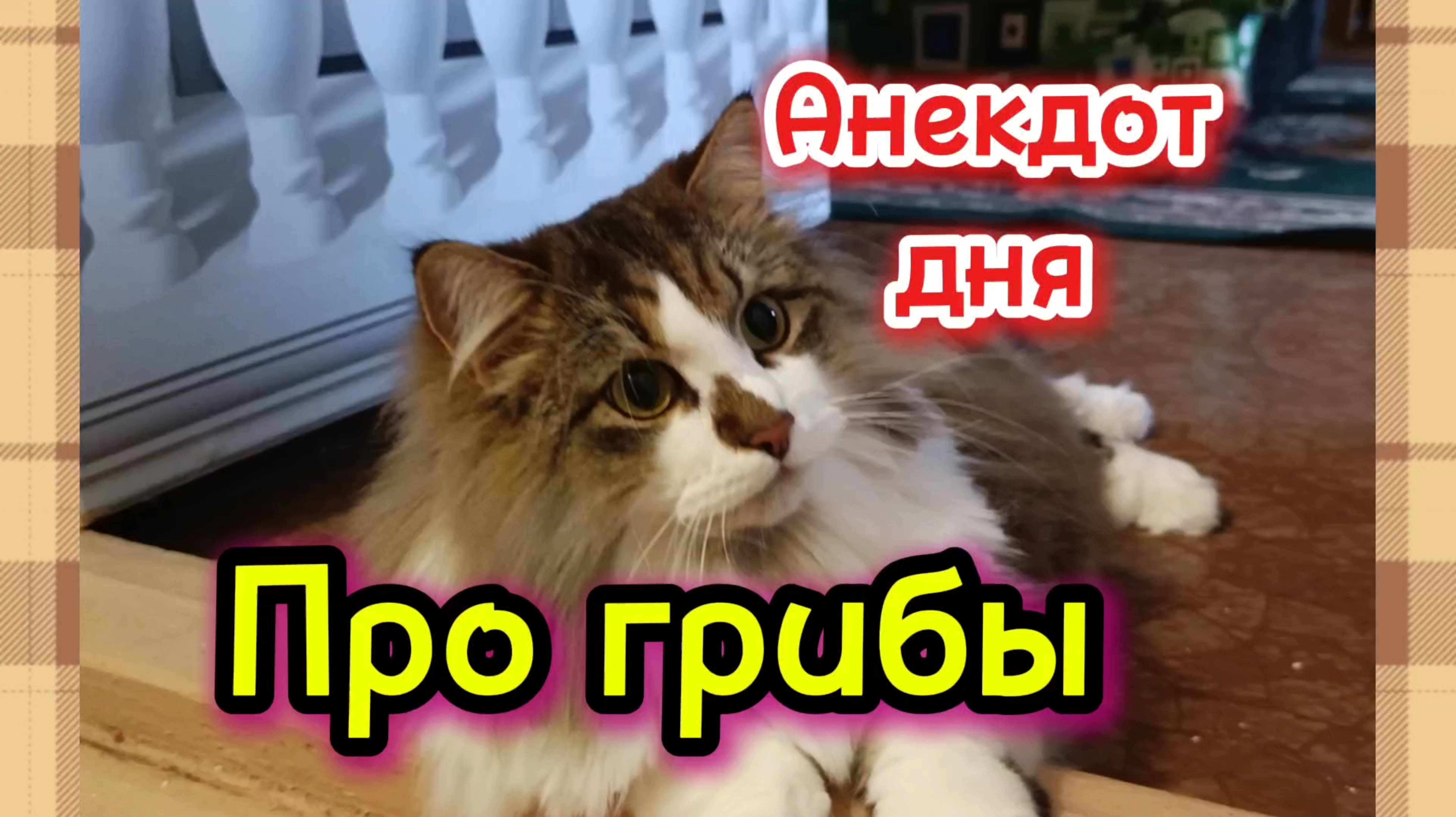 Анекдот дня про грибы.