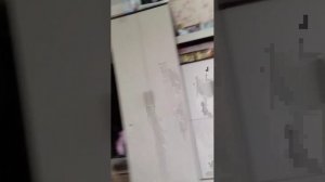 это у меня второй попугай