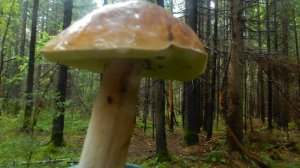В лесу запахло грибами. Настоящими