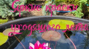 Яркие краски уходящего лета