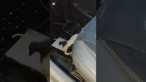 Спасение щенков ДО и ПОСЛЕ