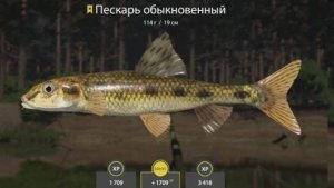 РУССКАЯ РЫБАЛКА 4 РР4 ТРОФЕЙ ПЕСКАРЬ ОБЫКНОВЕННЫЙ ВЬЮНОК