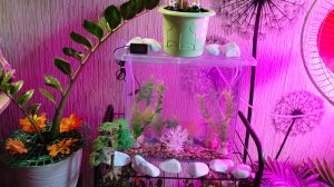 Хочу рыбок! С чего начать? Гайд начинающего аквариумиста. Из личного опыта