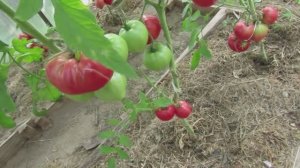 ЛУЧШИЕ ИЗ ЛУЧШИХ СОРТА ТОМАТОВ.ДЕЛЮСЬ СЕКРЕТАМИ .