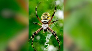 В российских регионах наблюдается нашествие ядовитых пауков-ос
