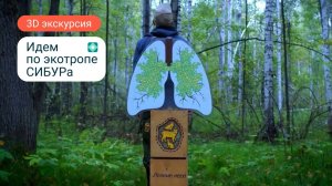 3D экскурсия по экотропе СИБУРа: открываем все тайны леса