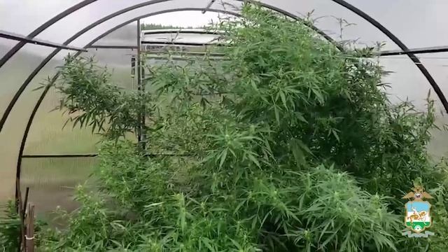 Четырёхкилограммовый куст конопли обнаружили полицейские Башкирии в теплице местного жителя