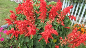 Сальвия блестящая словно огонек в саду до глубокой осени