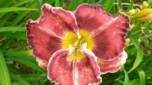 лилейник JUST AS I AM