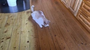 Моя дача почти в лесу и у каждого свои грибные места.