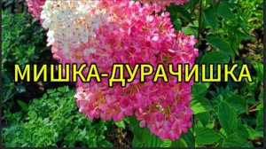 Мишка-дурачишка