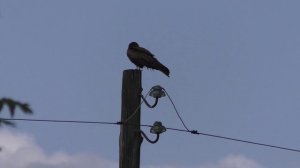 Защита урожая от птиц