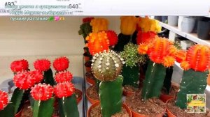 Обзор цветов и суккулентов в Леруа Мерлен-Мерлен-выбираем лучшие растения.🌿💖🫶