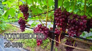 НАШ ВИНОГРАДНИК. 21.08.25. КУРСКАЯ ОБЛ