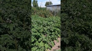 Огород: досуг, работа и радость.