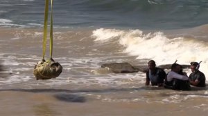 Древнюю статую сфинкса подняли со дна Средиземного моря в Египте: видео