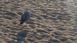 22 08 утро на пляже Юрая