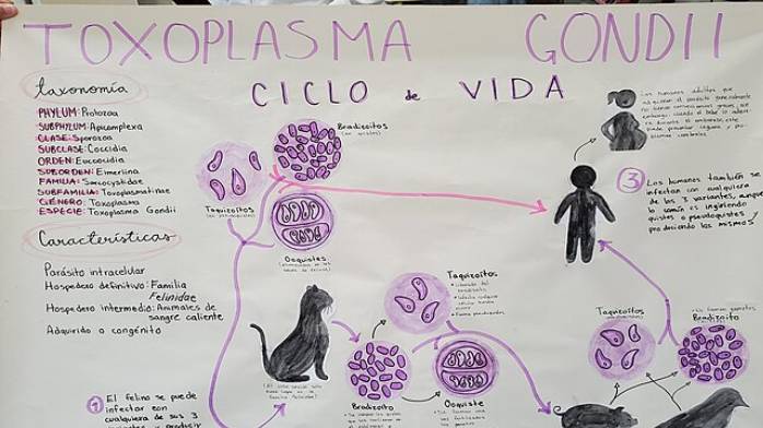 Жизненный цикл токсоплазмы Toxoplasma Gondii: стадии и особенности развития