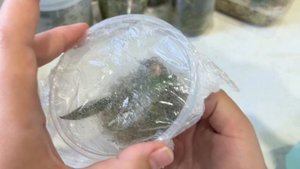 Фласятам 1 месяц / Полив малышей с янтарной кислотой