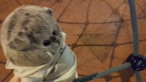 Вечерняя прогулка с басиком Пухлей ЧАСТЬ 1