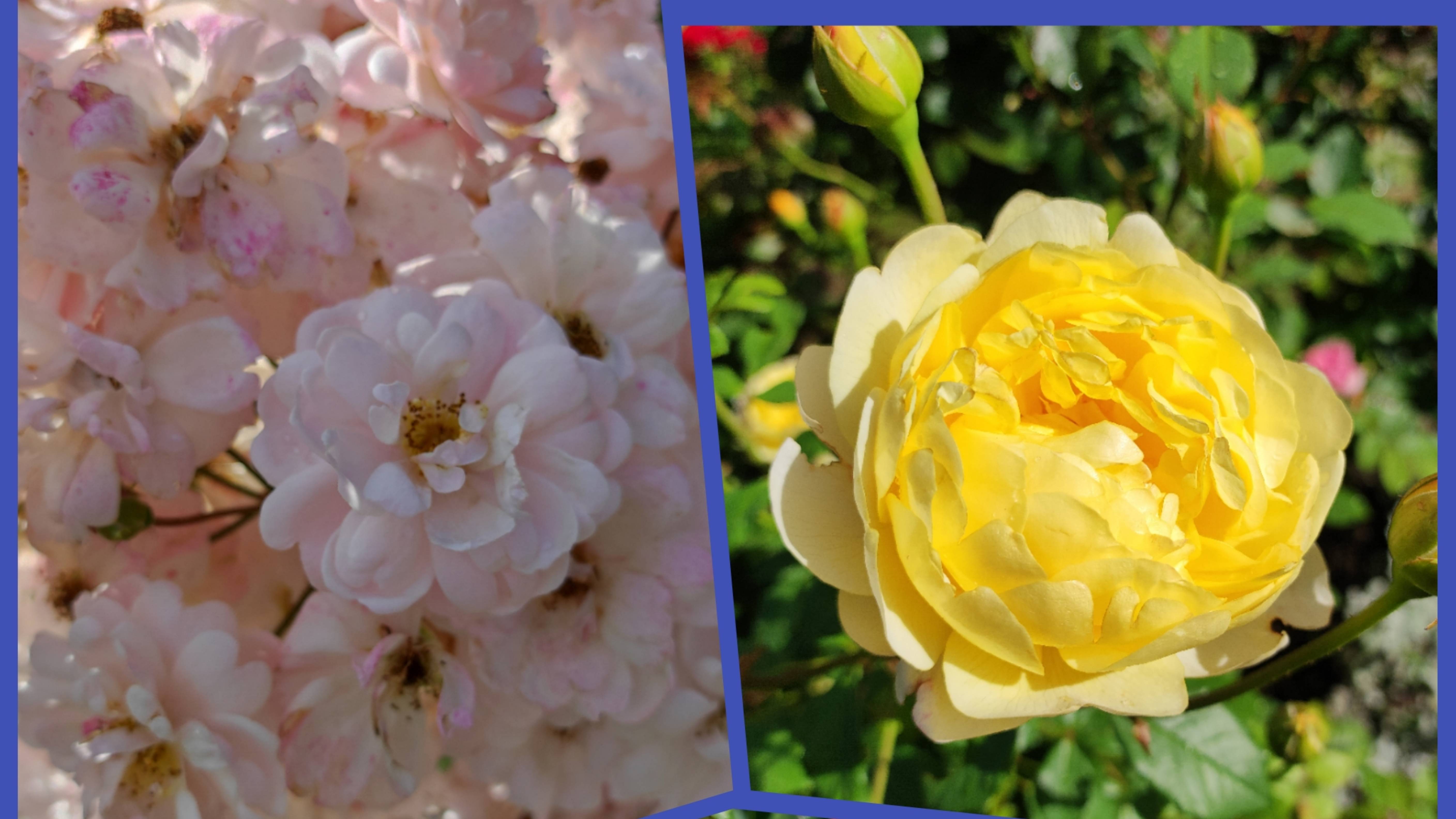 Ботанический сад Петра Великого, Санкт-Петербург. Розарий в конце августа 2025 года смотреть онлайн