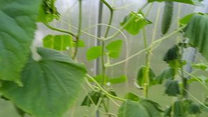 №18. Колобок Игорь в огуречной теплице.