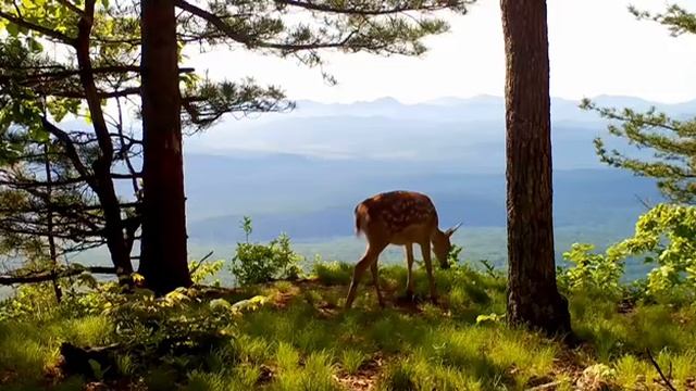 Пятнистый смотритель высот: как олени из Приморья осваивают склоны с лучшим видом на край смотреть онлайн