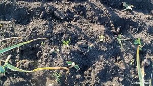 Уборка чеснока 2025.