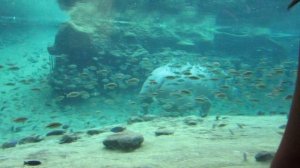 Бегемот плавает под водой, делает вдох, повороты. Парк Бушгарден, Тампа, Флорида, США