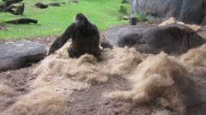 Горилла с детёнышем.  Парк Бушгарден, Тампа, Флорида, США