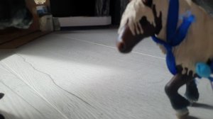 один день ассасина в дикой природе