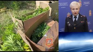 Двух наркоаграриев, выращивавших коноплю в поле у деревни Бывалино в Подмосковье, задержала полиция