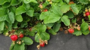 Осенние работы по размножению клубники .